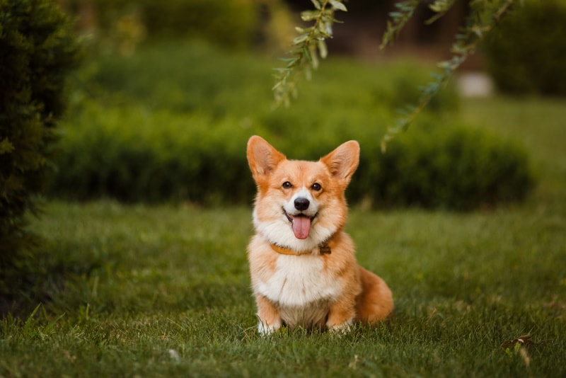 corgi sitting on the grass