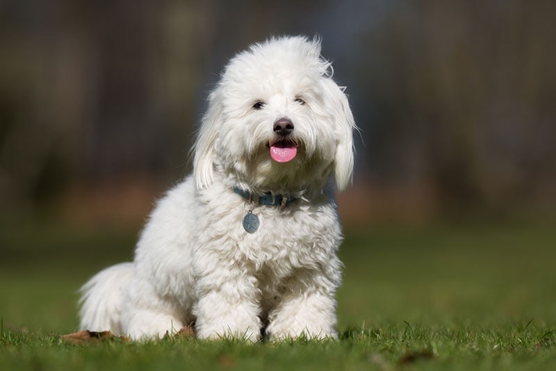 coton de tulear dog sitting on grass