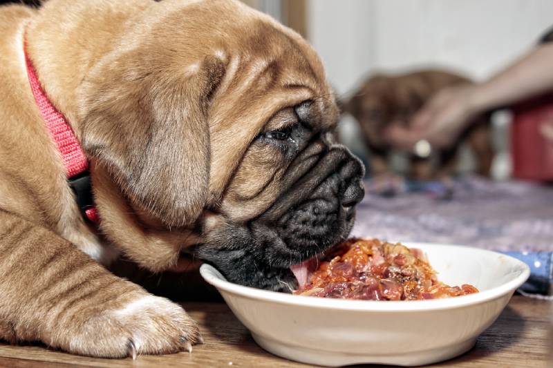 cute puppy waiting raw dog food in a white bowl