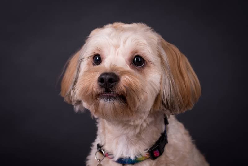 cute tricolored maltipoo dog with shih tzu cut