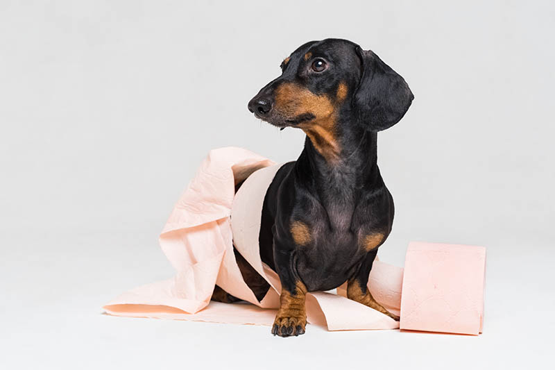 dachshund with pink toilet paper
