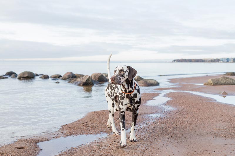 dalmatian dog on the beach