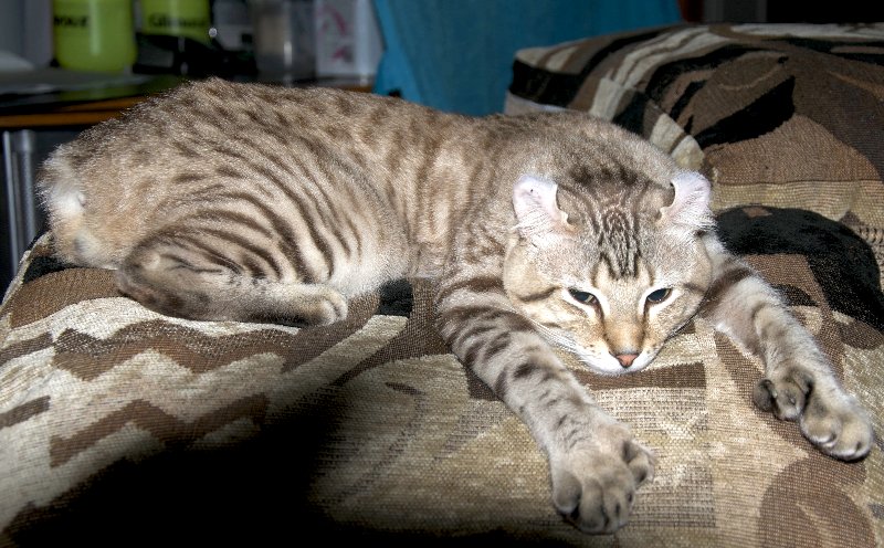 desert lynx cat lying down