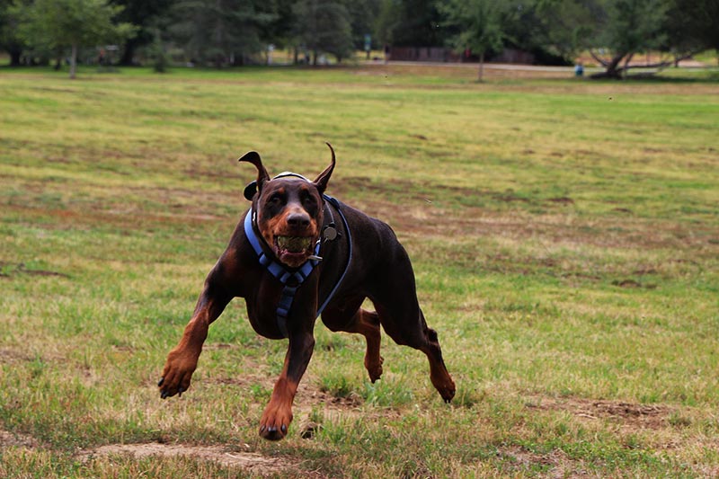 doberman dog fetching a ball