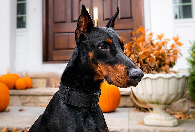 Doberman sales pinscher hypoallergenic