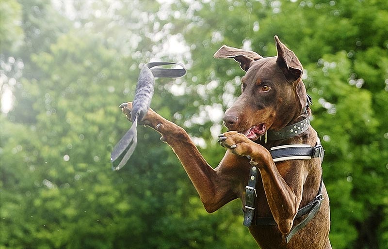 doberman pinscher dog jumping to fetch a toy