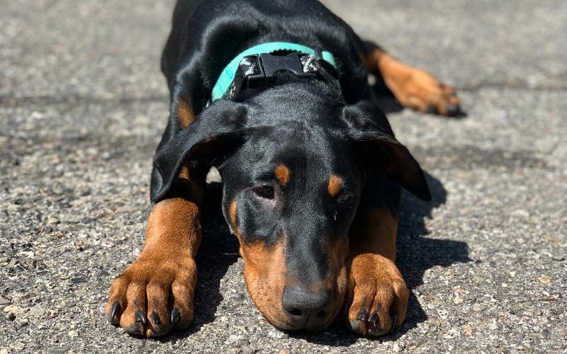 doberman puppy lying on the ground