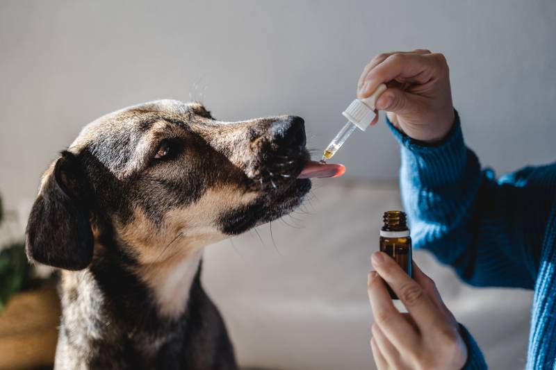 dog licking cannabis dropper given by owner