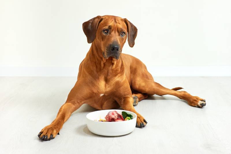 dog lying on the floor with a bowl full of natural raw food in front of him