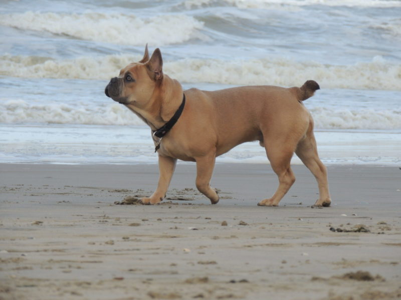 dog walking on the sand
