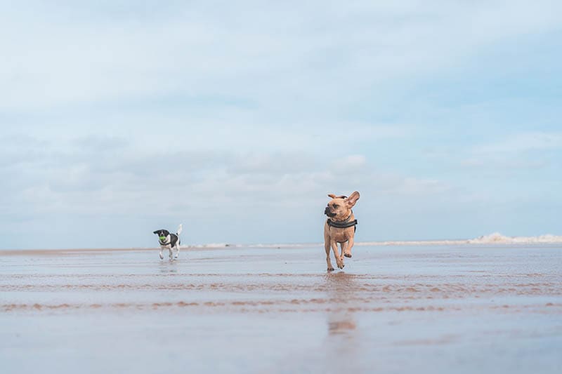 dogs at the beach