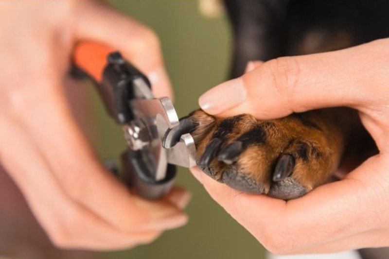 dogs getting nails trimmed