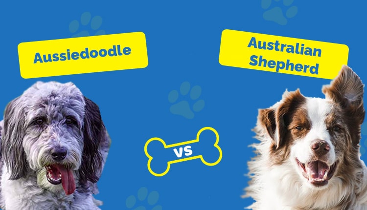doodle vs shepherd feature