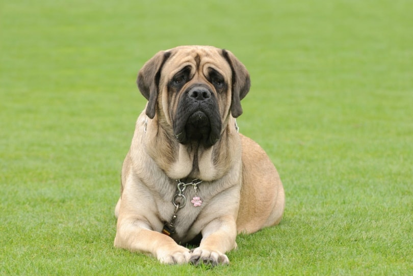 english mastiff dog on the grass