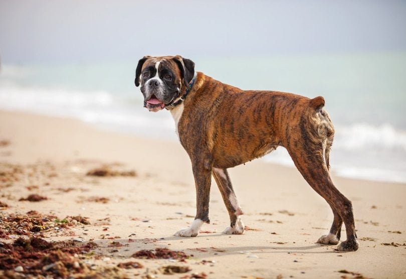 female boxer dog on the sand