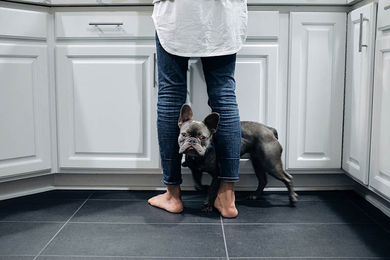 french bulldog in between a woman's legs
