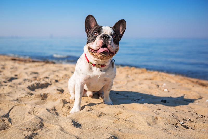 french bulldog on the beach