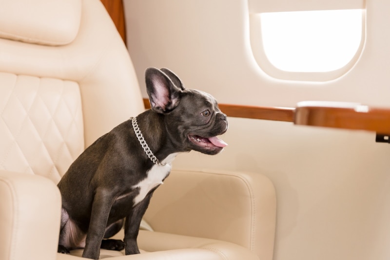 french bulldog on the plane