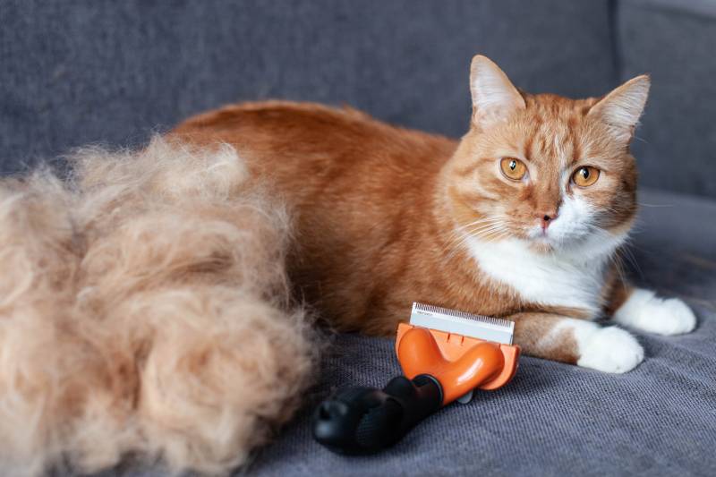 chú mèo gừng trên chiếc ghế sofa màu xám bên cạnh đống lông của mình sau khi chải lông bằng máy sấy tóc