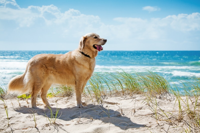 golden retriever dog in the beach