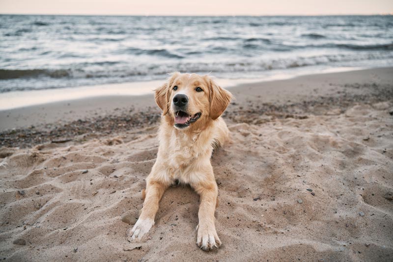 golden retriever dog lying on the sand beach