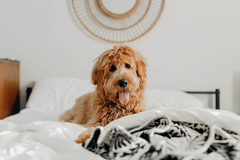 goldendoodle in bed