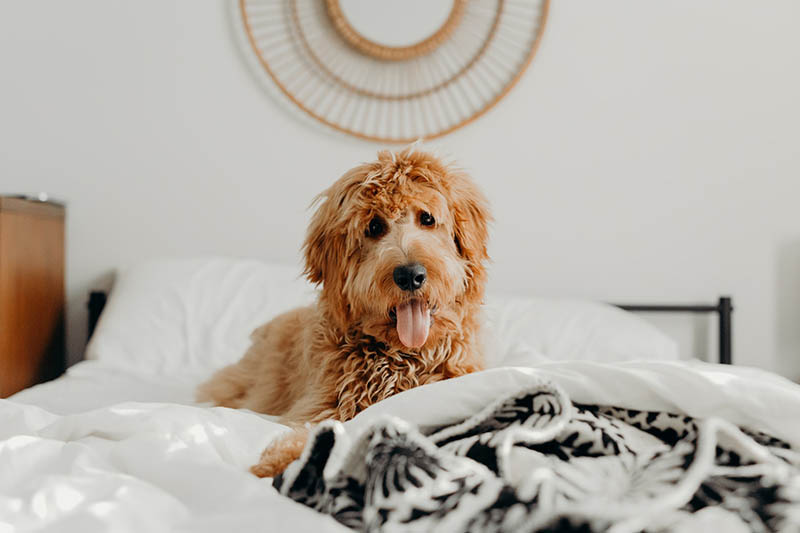 Goldendoodle apartment online