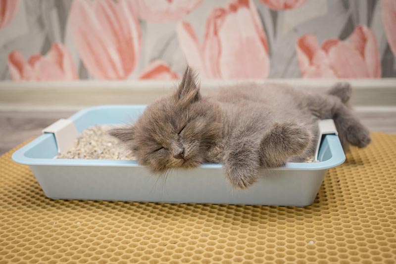 mèo con màu xám ngủ trong hộp cát mèo