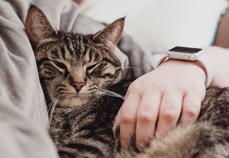 gray tabby cat cuddling up to her owner in bed