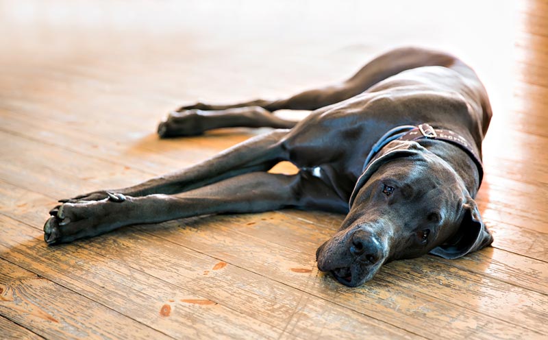 great dane dog resting on wooden floor