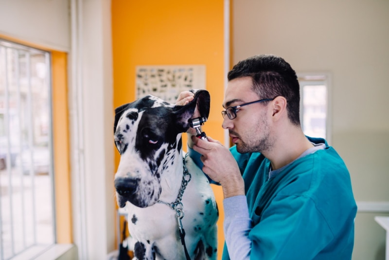 great dane ear check by vet