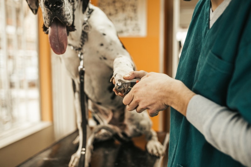 great dane grooming
