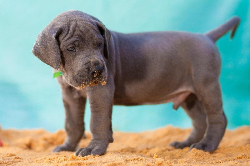 Cheap great dane sales puppies near me