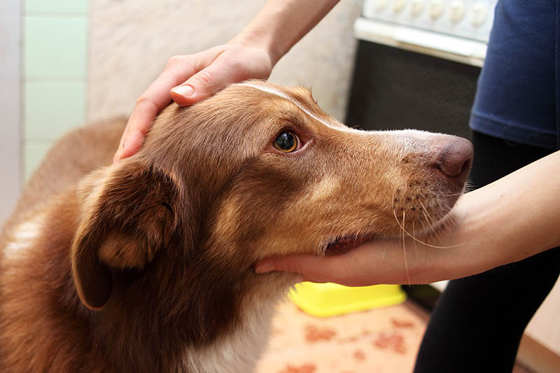 hand patting a sad dog