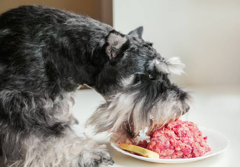 con chó đói ăn thịt sống trong đĩa
