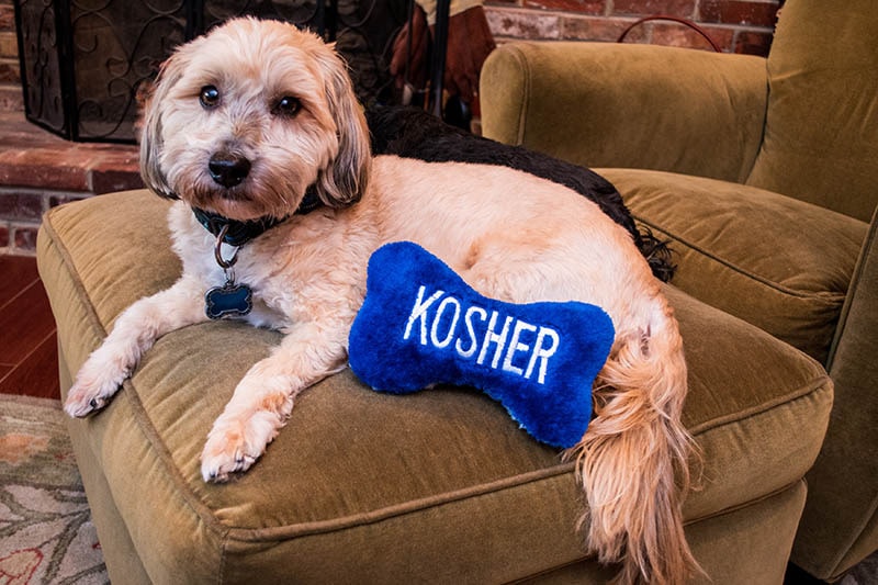 Havanese beige brindle puppy dog on chair with blue stuffed bone Jewish toy that says kosher