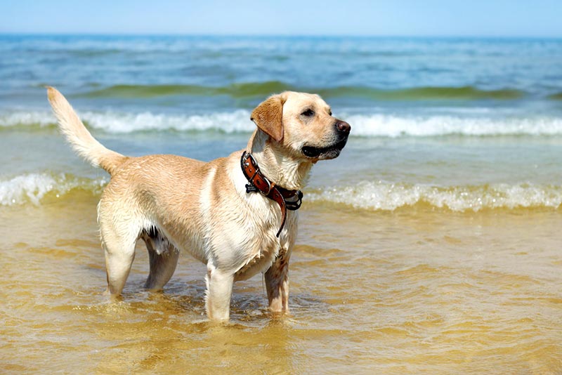 labrador retriever dog at the beach