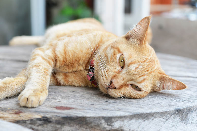 laying cat sick laying cat sick