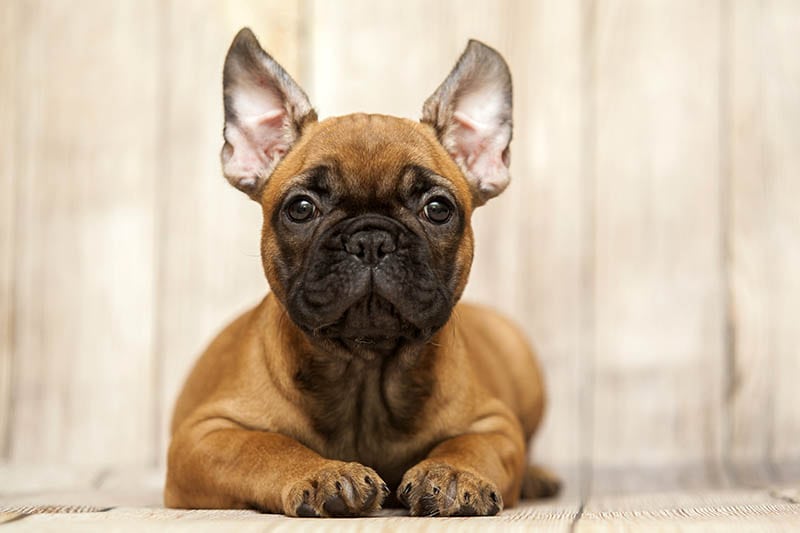 little cute French bulldog puppy