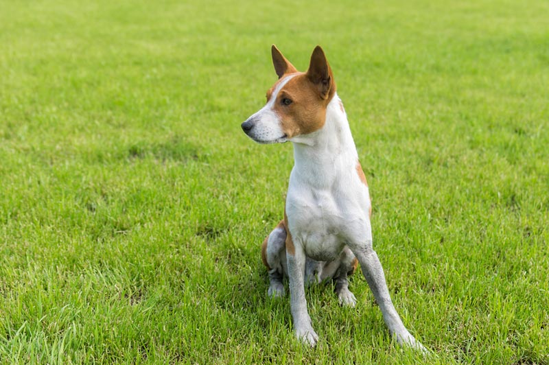 male basenji dog sitting on grass