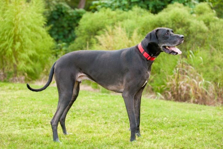 17 LongLegged Dog Breeds (With Info & Pictures) Hepper