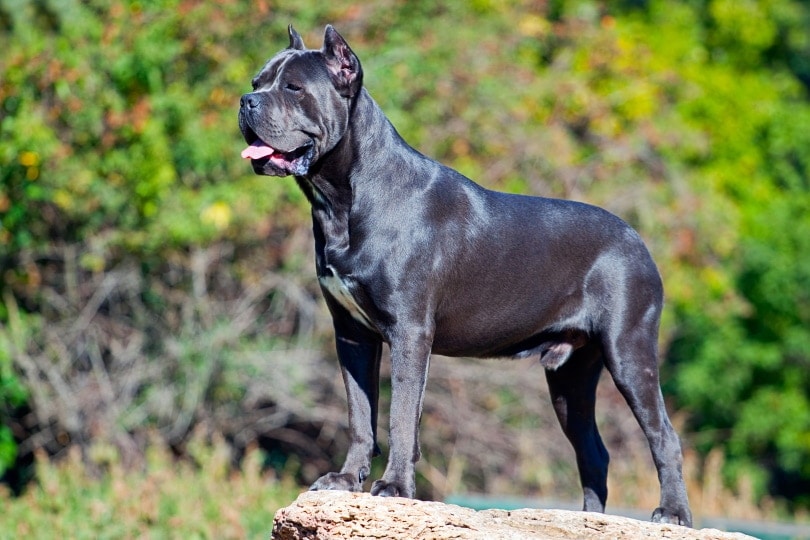 male cane corso standing