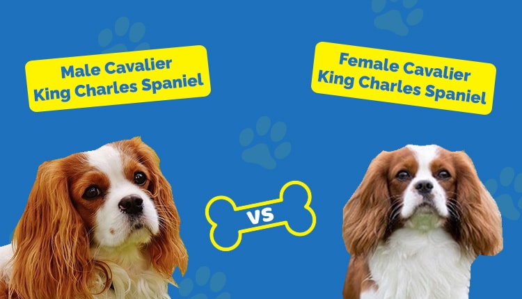 male vs female cavalier king charles