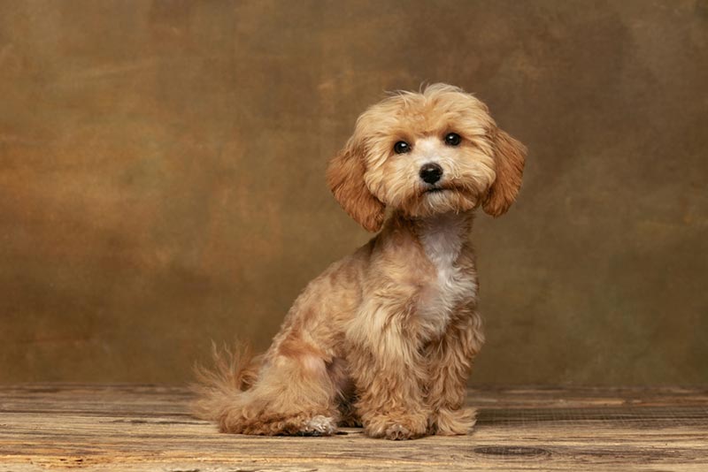 maltipoo dog on vintage background