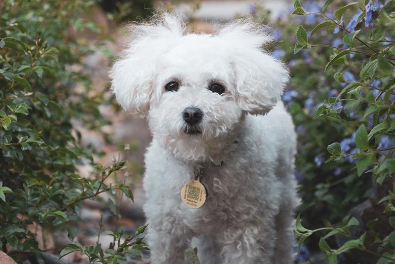 maltipoo dog standing outdoor