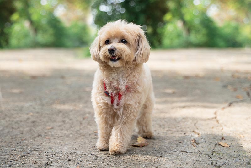 maltipoo dog walking at the park