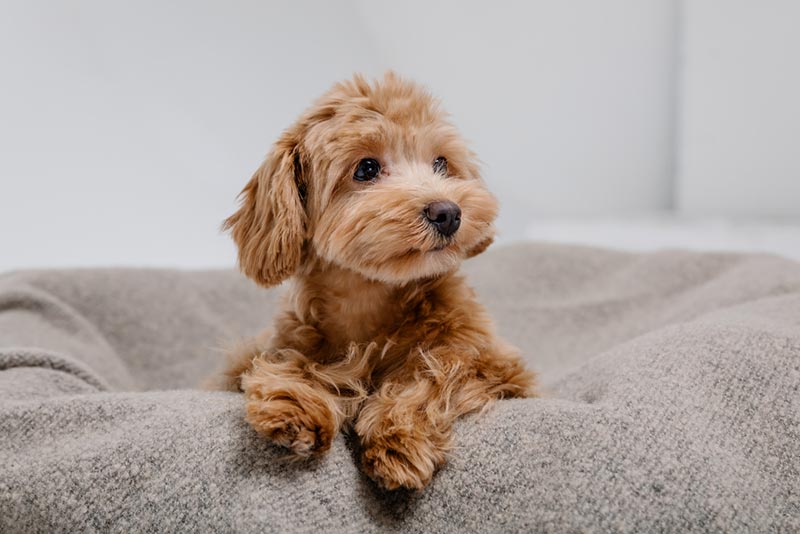 maltipoo lying on a dog bed