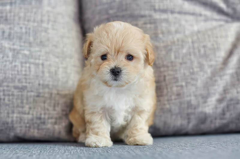 maltipoo puppy