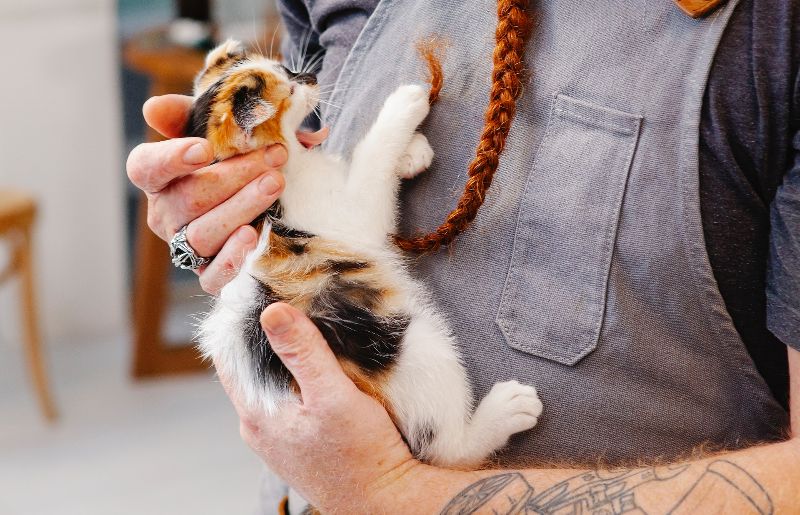 man in apron cradling white orange and black kitten