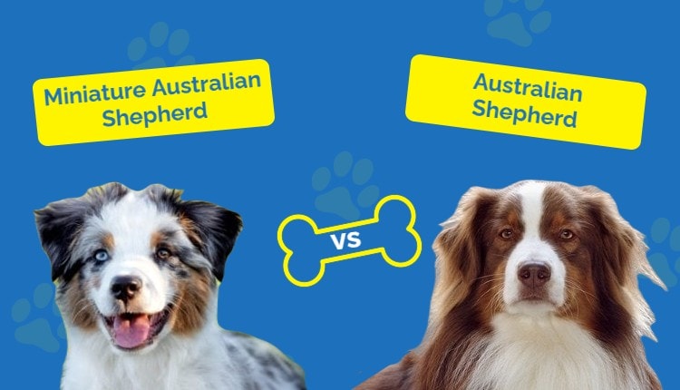 Forlænge anmodning overvældende Miniature Australian Shepherd vs Australian Shepherd: How Are They  Different? | Hepper